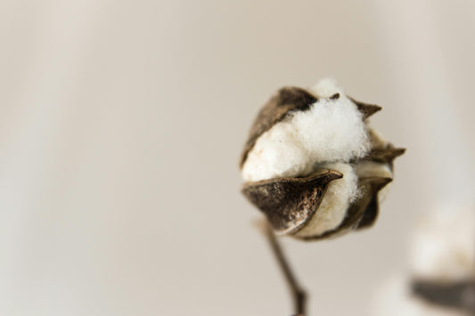 How Cotton Becomes a T-Shirt: The Quiet Journey